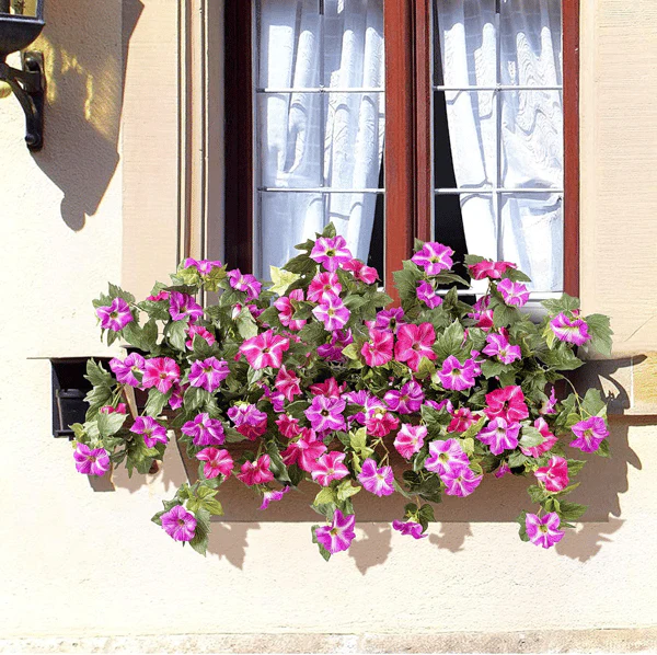 The AuraBloom Petunias — A Perfect Garden, Effortlessly + 50% OFF - Image 12