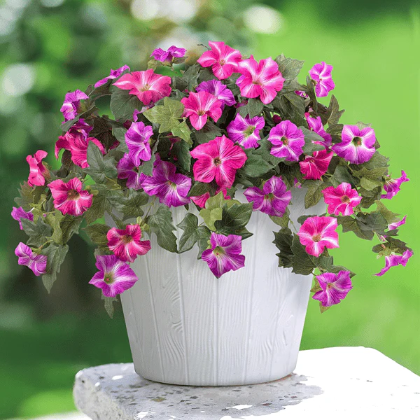 The AuraBloom Petunias — A Perfect Garden, Effortlessly + 50% OFF - Image 15