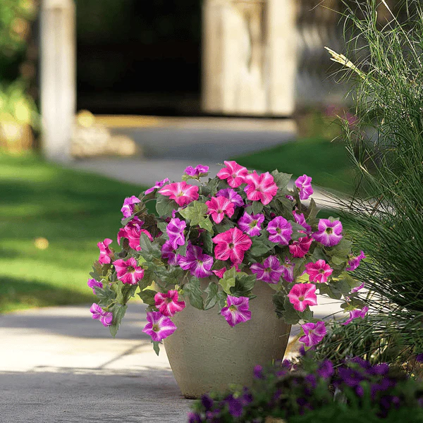 The AuraBloom Petunias — A Perfect Garden, Effortlessly + 50% OFF - Image 16