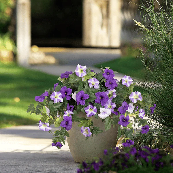 The AuraBloom Petunias — A Perfect Garden, Effortlessly + 50% OFF - Image 7