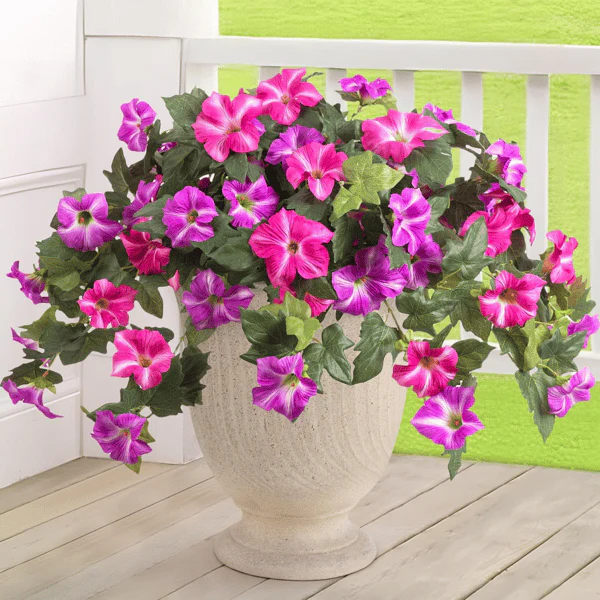 The AuraBloom Petunias — A Perfect Garden, Effortlessly + 50% OFF - Image 9